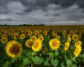 Sonnenblumen vor dunklen Regenwolken
