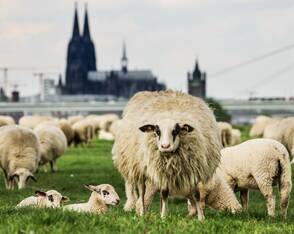 Schafe vor dem Dom in Köln