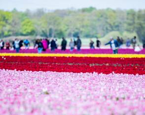 Millionen bunter Tulpen im Landkreis Gifhorn