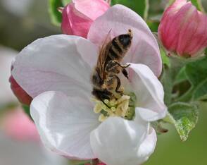 Apfelblüte hat begonnen