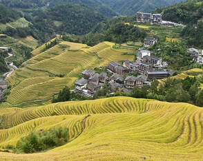 Herbstliche Pracht der Longji-Reisterrassen in Südchina