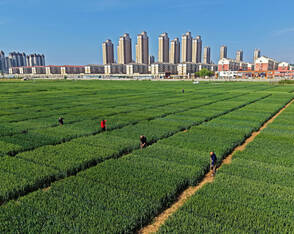 Arbeiten auf Winterweizen-Versuchsfeld in Yantai
