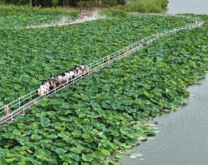 Lotusblüten im Sommer: Besucher erkunden Taochonghu Park in Hefei