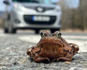 Frösche wandern wieder