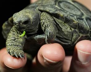 Schildkrötenbabys im Zoo von Philadelphia